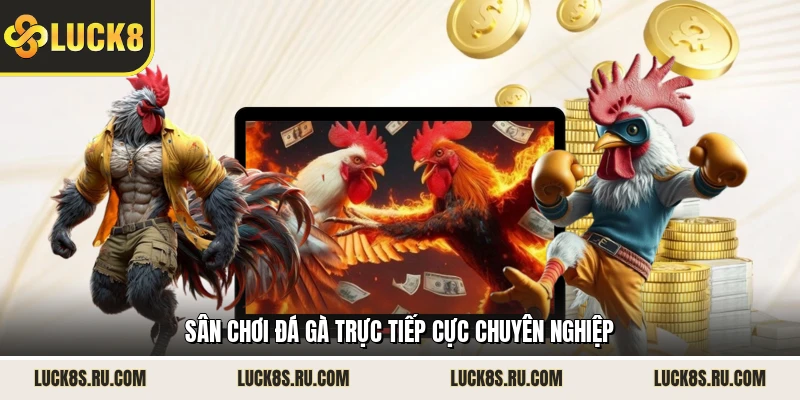 Sân chơi đá gà trực tiếp cực chuyên nghiệp